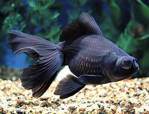 black moor goldfish